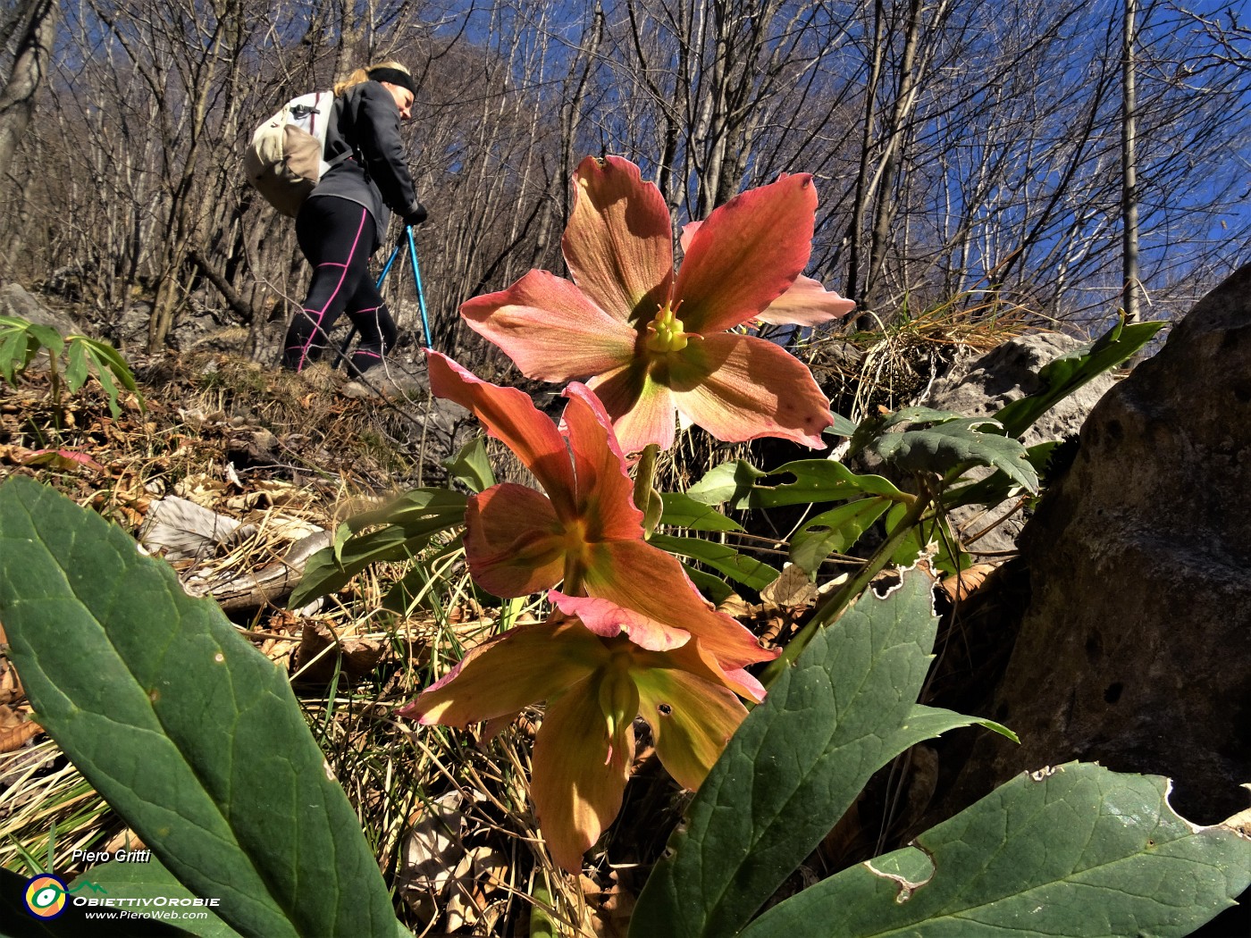 42 In ripida salita all'Ocone ci accompagnano Helleborus niger (Ellebori) in piena fioritura.JPG